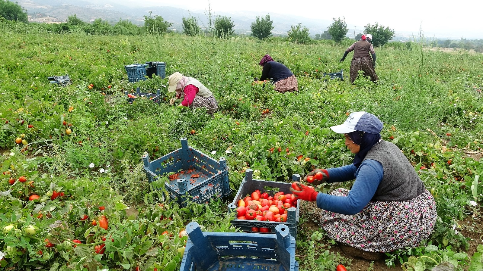 Harvesting